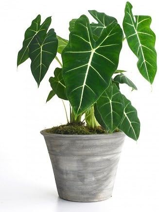 Green Velvet African Mask Plant - Alocasia Frydek - Houseplant - 6" Pot