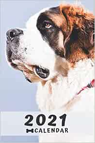 St. bernard website image