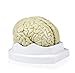 Walter Products B10401-3 Human Brain Model, Life Size, 3 Parts, 6 x 5 x 7.5 Inches