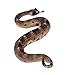 Safari Ltd Incredible Creatures Sidewinder Rattlesnake