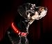 ILLUMISEEN LED Dog Collar USB Rechargeable - Bright & High Visibility Lighted Glow Collar for Pet Night Walking - Weatherproof, in 6 Colors & 6 Sizes (Red Large)