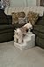 Etna Products JSNY Pet Stairs 3 Steps Stairs, Small Dog/Cat Steps