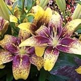 Graffiti Lily Certified 5 Seeds (Asiatic) Upc 643451295672