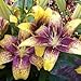 Graffiti Lily Certified 5 Seeds (Asiatic) Upc 643451295672