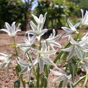 Amazon 球根掴み取り オーニソガラム ヌータンス ガラスの花 編 両手にいっぱいすくって約33 34球を3回分で約100球でお届け 他品同梱可 関東甲信越地域以外は別途送料がかかります 球根