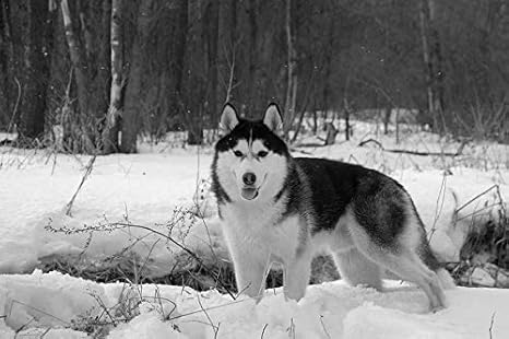 Amazon 黒と白 アート印刷 キャンバス壁紙 ハスキー犬 冬 雪 部屋飾り背景絵画 キャンバス写真 壁紙ポスター はがせるシール式 写真 絵画 壁飾り 60cmx40cm ウォールステッカー オンライン通販 Amazon 黒と白 アート印刷 キャンバス壁紙 ハスキー犬 冬 雪 部屋飾り背景絵画 キャンバス写真 壁紙ポスター はがせるシール式 写真 絵画 壁飾り 60cmx40cm ウォールステッカー オンライン通販