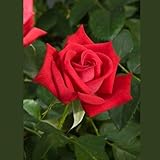 Patron Rose Bush Organic Grown Floribunda Tea Roses Red 4 Inch Container
