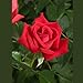 Patron Rose Bush Organic Grown Floribunda Tea Roses Red 4 Inch Container