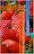 Livro Dicas como emagrecer com frutas