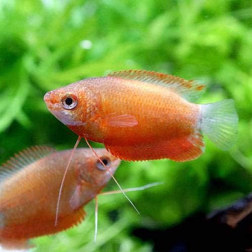 赤が映える おすすめの赤い熱帯魚人気種ベスト５ みにまるめだか