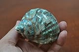 Pearl Green Jade Turbo Sea Shell Hermit Crab 2 1/2