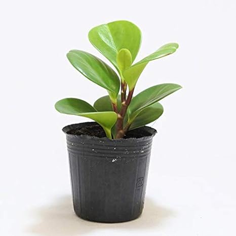 Amazon コケのインテリア コケリウム テラリウム 山野草 苔盆栽 苔玉 ペペロミア 観葉植物 オンライン通販