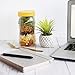The Goods Mall - 14 Pack - Color Plastic Mason Jar Lids - Fits Ball and Kerr - 7 Wide Mouth and 7 Regular Mouth