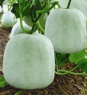 Creative Farmer Vegetable Seeds Kumbalanga (Malayalam) Seeds - Ashgourd Seeds Op Variety Vegetable Seeds Home Garden Seeds