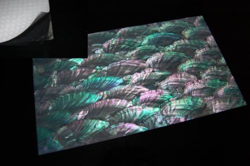 Donkey Ear Shell Enhanced Adhesive Veneer