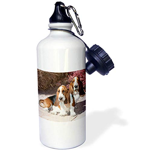 3dRose wb_140313_2 Two Purebred Bassett Hound Dogs Near Red Bush 02 PWO0061 Pip…