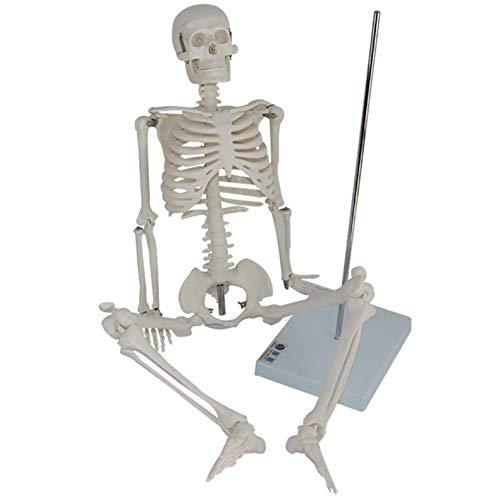 ZQDL 85CM Human Skeleton Model with Spine Nerve Medical Teaching Equipment PVC Environmental Protection Material