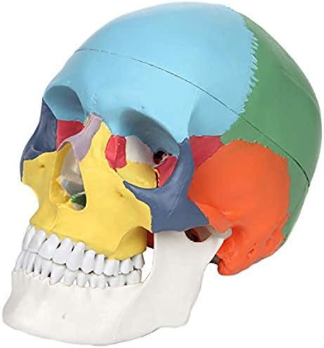 3部構成の教訓的な人間の頭蓋骨モデル 実物大で塗装された医療解剖学的頭蓋骨モデル 医師のオフィス教育用の天然標本からキャスト