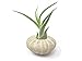 Air Plant Sea Urchin Kit (9 Variety Pack) - Natural Shell Containers / Holders for Live Tillandsia - Multicolor Stand / Jellyfish Pot for Indoor Home Decor by Aquatic Arts