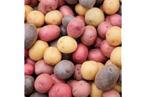 TomorrowSeeds - 3 Colors Mix Seed Potatoes - 2 Pounds - for 2025 Planting Seeds Certified for Growers Blue, Red, Gold Mixed Variety Potato Tubers USA Garden Root Home Farm Sustainable Healthy