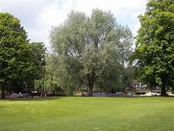 10 White Willow Salix Alba Field Grown Bare Root 3-4 ft (90-120cm) Hedging Plants Tree Whip