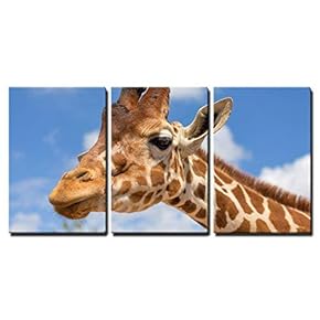 Close Up Shot of Giraffe Head x3 Panels