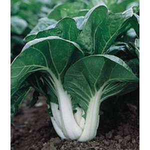 Cotowin Asien Bok Choy Pak Choi 200 Seeds -Easy Grow