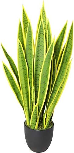 Damomo Snake Plant