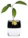 AvoSeedo Avocado Tree Growing Kit with Pot, Green & White, Practical Gifts for Women, Mom, Sister, Best Friend & Kids, Plant Indoors with Novelty Pit Grower Boat & Kitchen Garden Seed Starter