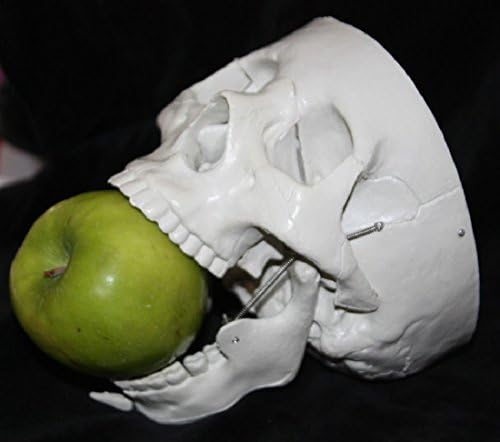 Life Size Bucky HUMAN SKELETON SKULL Halloween Party Horror Prop Decoration 3-Pc