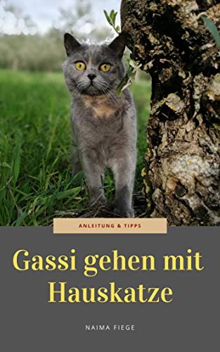 Gassi Gehen Mit Hauskatze Anleitung Und Tipps German