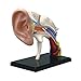 Famemaster 4D-Vision Human Ear Anatomy Model Multi-colored, 10