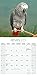 African Greys Calendar - Just African Greys Calendar - 2016 Wall calendars - Animal Calendars - Parrot Calendars - Monthly Wall Calendar by Avonside