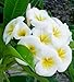 Doungamon 5 seeds plumeria!amazing color!