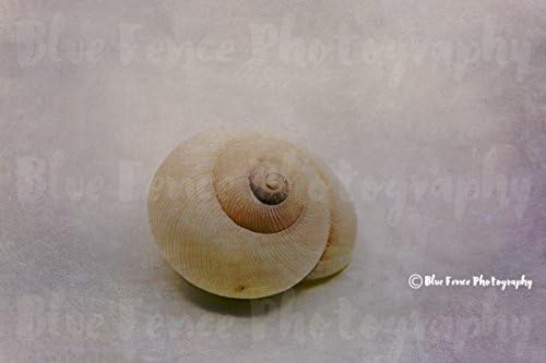 Seashell, Shells, Marine Life, Beach, Ocean, Beach House, Home, Cottage, Travel Photography, Living Room Art, Bathroom Print, Sizes Available from 5x7 to 20x30.