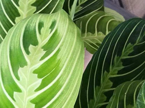 1 Cutting Prayer Plant"Lemon Lime" (Maranta leuconeura) Beautiful Bright Lemon Lime Variegation Contrasted with Dark Green Leaves #TMB47