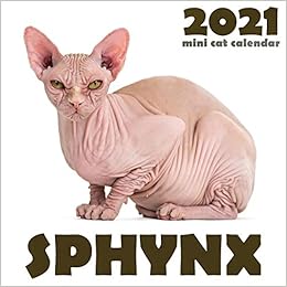 mini sphynx cat