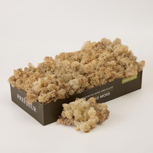 Photo 1 of Prefleur Preserved Reindeer Craft Moss Natural Green DIY Kit Terrariums Gardenning Art Wall Florist Easter Table Decor Wedding(0.85lb) (White-01)