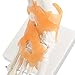 tinsay Human Foot Ankle Joint Model with Ligament Foot Skeleton Model with Ligament Foot Joint Anatomical Teaching Model Life Size