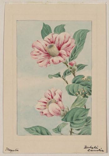 Japanese Print . Tsubaki camelia i.e., camellia / Megata.
