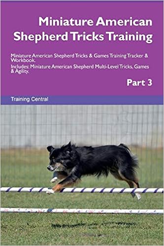 miniature american shepherd agility