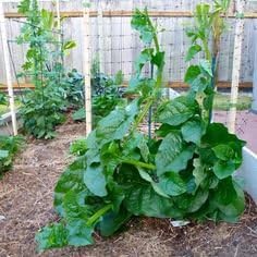 100 semillas de espinacas Malabar de tallo verde trepadoras que ...