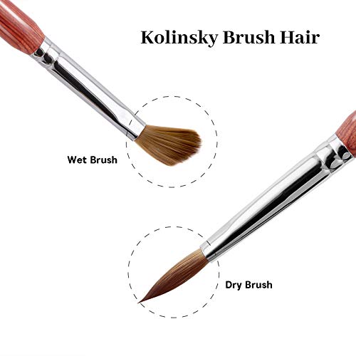 PHOEBE Acrylic Nail Brush for Acrylic Powder (Size 8) 100% Pure Kolinsky Sable Acrylic Nail Brush with Red Wood Handle Professional Nail Art Brush