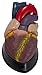 Anatomical Chart Co. Budget Jumbo Heart Model Item #: CH3
