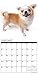 Just Chihuahuas 2017 Wall Calendar