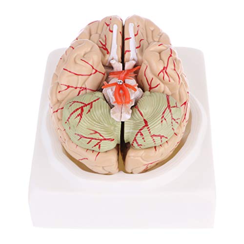 Abicial Disassembled Anatomical Human Brain Model Anatomy Medical Teaching Tool - Thumbnail 4