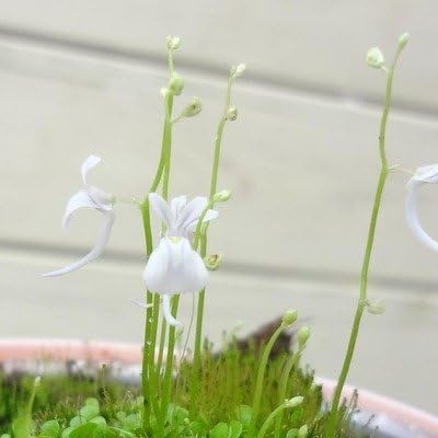 Amazon 観葉植物 食虫植物 ウサギゴケ 観葉植物 オンライン通販