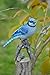 Hi-Line Gift Ltd Blue Jay on Branch Statue