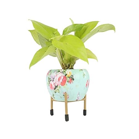 Ferns N Petals Golden Money Plant In Designer Metal Pot With Stand 3.5 x 4.5 Inches | Indoor Plant