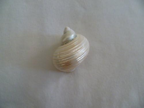 Pearl Turbo Silver Mouth Seashell Hermit Crab Shell